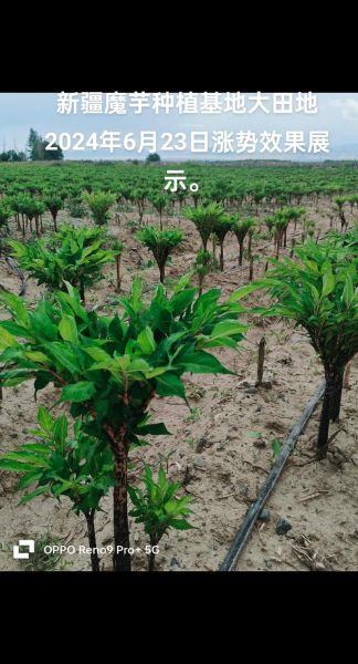 魔芋种植前景怎么样_魔芋深加工有哪些商机