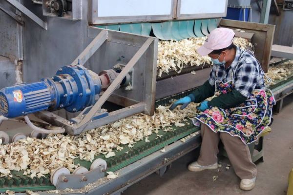 魔芋种植前景怎么样_魔芋深加工有哪些商机