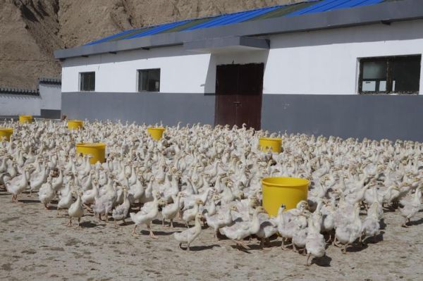 鹅的市场前景怎么样_养鹅赚钱吗