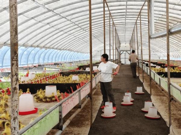 鹅的市场前景怎么样_养鹅赚钱吗