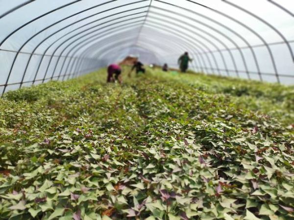 红薯种植前景怎么样_红薯深加工赚钱吗