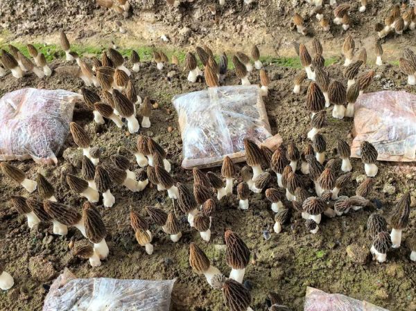 羊肚菌种植前景怎么样_羊肚菌种植赚钱吗