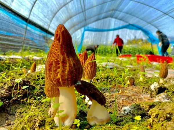 羊肚菌种植前景怎么样_羊肚菌种植赚钱吗