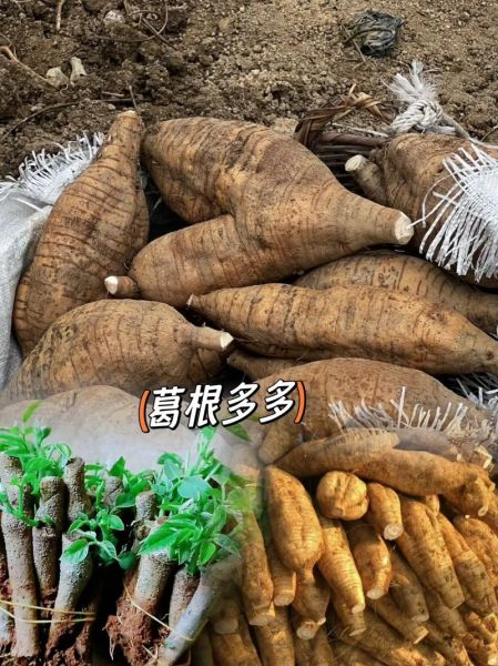 葛根市场前景怎么样_葛根种植赚钱吗