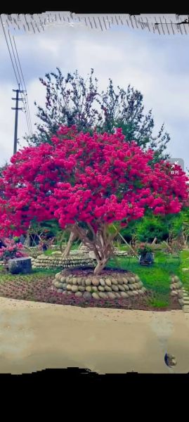 紫薇树前景怎么样_适合庭院种植吗