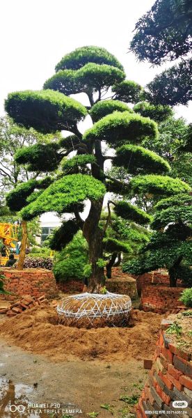 罗汉松前景怎么样_罗汉松值得投资吗