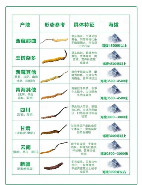 虫草前景怎么样_虫草种植赚钱吗