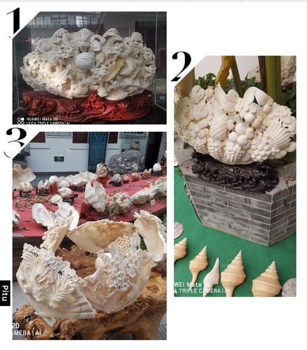 砗磲前景怎么样_砗磲值得投资吗