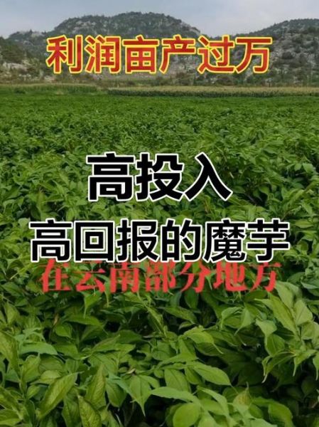 魔芋种植前景怎么样_魔芋深加工赚钱吗