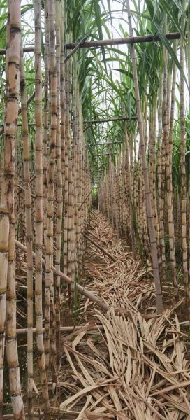 甘蔗种植前景怎么样_甘蔗未来价格走势