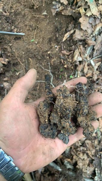 猪苓种植前景怎么样_未来十年价格走势预测