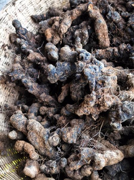 猪苓种植前景怎么样_未来十年价格走势预测