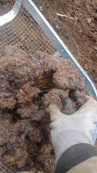 猪苓种植前景怎么样_未来十年价格走势预测