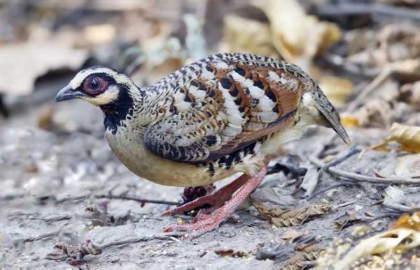 鹧鸪养殖前景怎么样_鹧鸪养殖赚钱吗