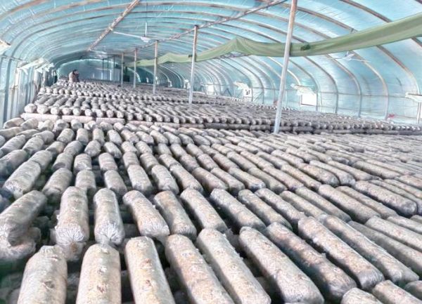 食用菌行业前景怎么样_食用菌种植赚钱吗