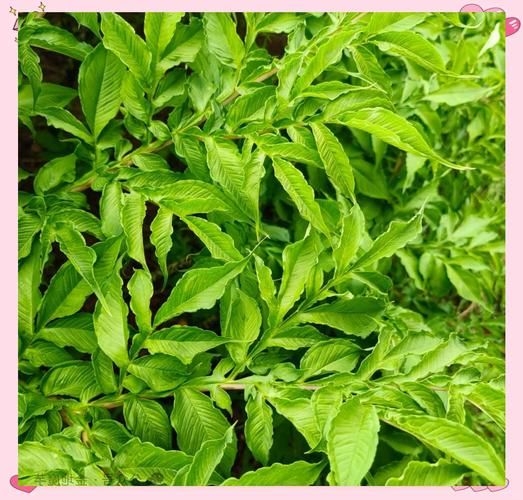 魔芋的市场前景怎么样_魔芋行业值得投资吗