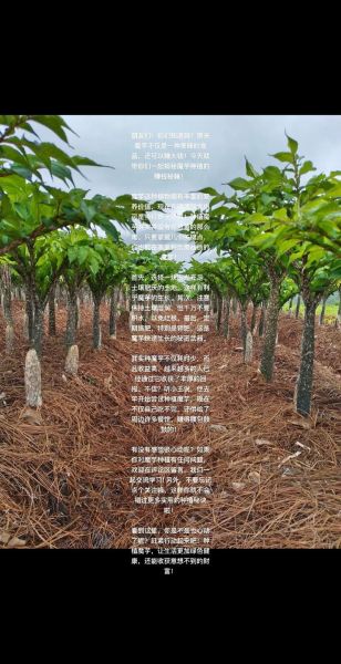 魔芋的市场前景怎么样_魔芋行业值得投资吗