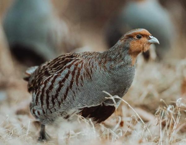 鹧鸪养殖赚钱吗_鹧鸪养殖前景怎么样