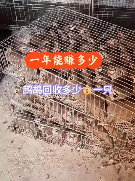 鹧鸪养殖赚钱吗_鹧鸪养殖前景怎么样