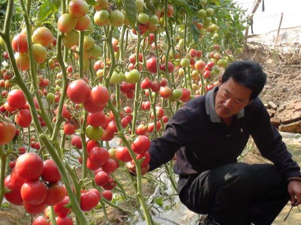 西红柿种植前景如何_西红柿市场前景分析