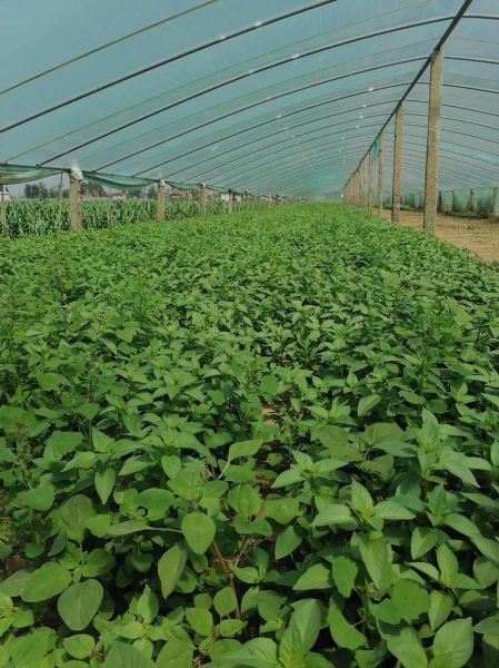 荆芥种植前景如何_荆芥2025年价格预测