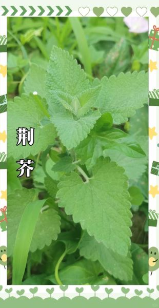 荆芥种植前景如何_荆芥2025年价格预测