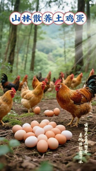 土鸡蛋前景怎么样_土鸡蛋赚钱吗