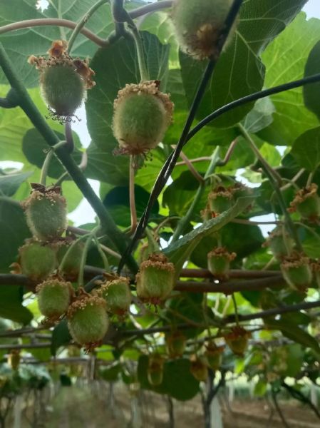 弥猴桃种植前景怎么样_弥猴桃市场销路如何