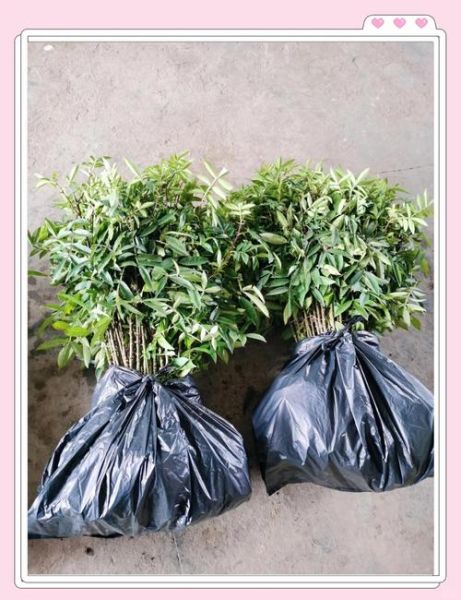 花椒市场前景如何_花椒种植赚钱吗