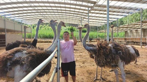 鸵鸟养殖赚钱吗_鸵鸟市场前景如何