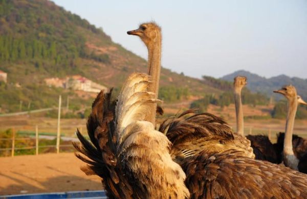 鸵鸟养殖赚钱吗_鸵鸟市场前景如何