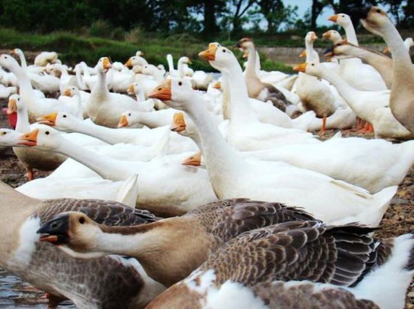 肉鹅养殖2015前景怎么样_2015肉鹅养殖赚钱吗