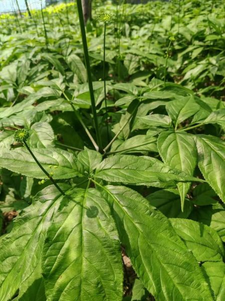 三七价格走势_三七种植前景怎么样