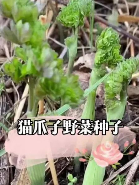 野菜种植前景如何_野菜市场潜力大吗