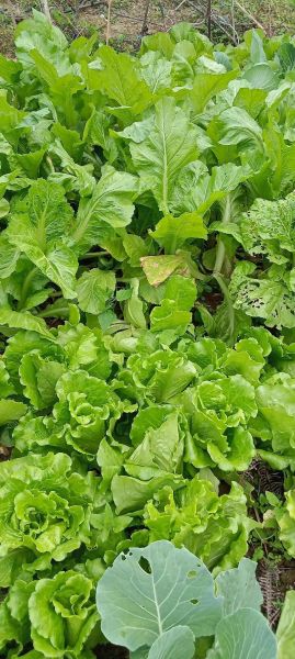 无公害蔬菜前景怎么样_2024年还能赚钱吗