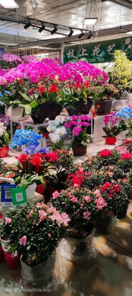 花卉市场前景如何_花卉行业赚钱吗