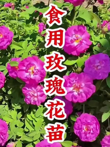 食用玫瑰前景怎么样_食用玫瑰种植赚钱吗