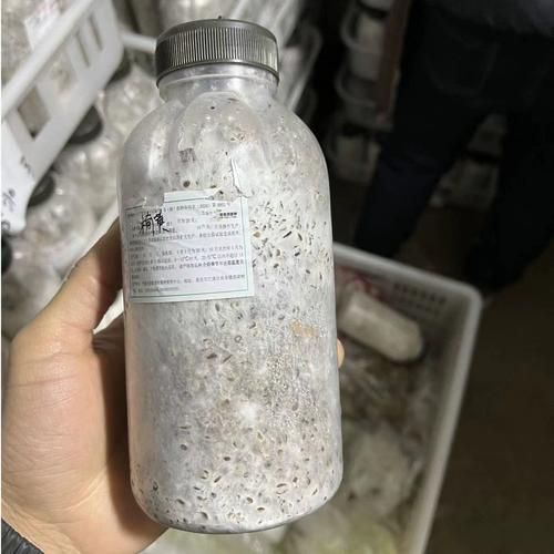 鸡腿菇种植前景怎么样_鸡腿菇市场前景分析