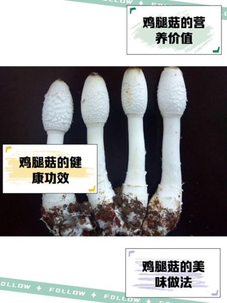 鸡腿菇种植前景怎么样_鸡腿菇市场前景分析