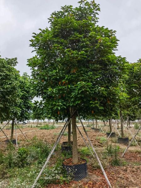 苗木行业前景怎么样_2024苗木种植什么最赚钱