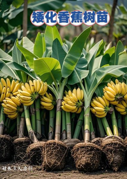 2018香蕉种植市场前景如何_香蕉种植成本与利润