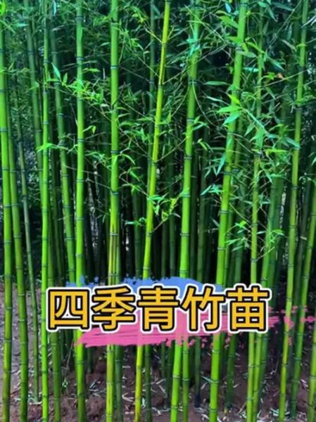 绿竹前景怎么样_绿竹种植前景如何