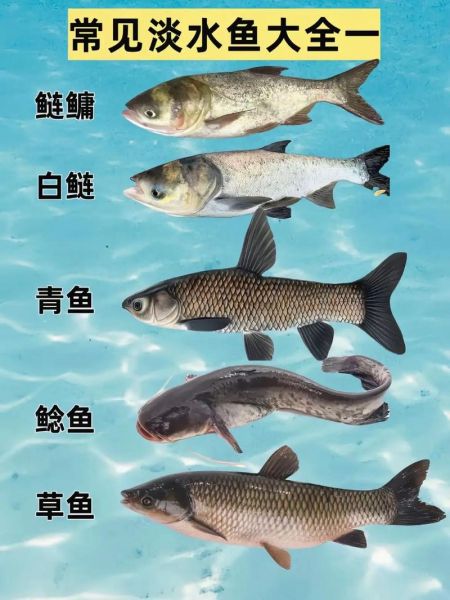 淡水鱼养殖前景怎么样_淡水鱼养殖赚钱吗